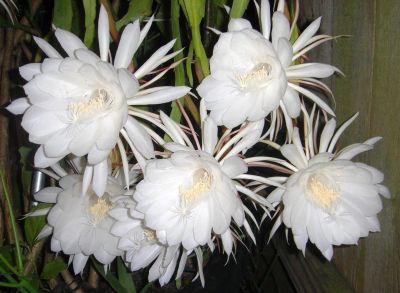 Лот: 12335150. Фото: 1. Эпифиллум кислолепестной - белый... Горшечные растения и комнатные цветы