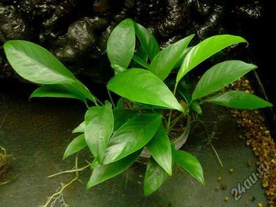 Лот: 16203628. Фото: 1. Анубиас ланцетовидный ( Anubias... Водные растения