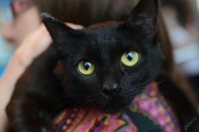 Лот: 5669803. Фото: 1. Изящный котик, кастрирован, привит... Кошки, котята