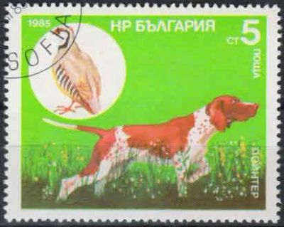 Лот: 21453401. Фото: 1. 1985. Болгария. Охотничьи собаки... Марки