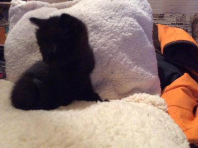 Лот: 6674343. Фото: 1. Подарю двух милых котят!! Уголек... Кошки, котята