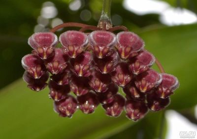 Лот: 13591996. Фото: 1. Хойя Hoya wayetii. Горшечные растения и комнатные цветы