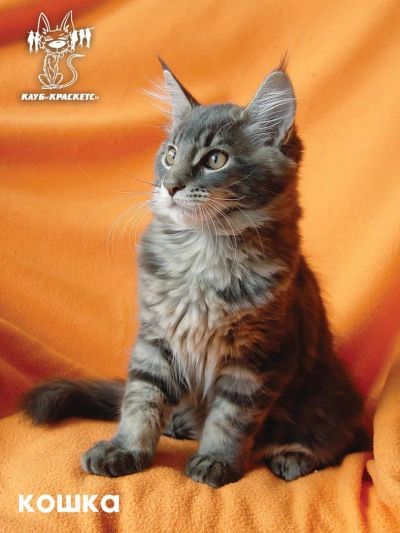 Лот: 5851183. Фото: 1. Котенок Мейн кун готова к переезду. Кошки, котята
