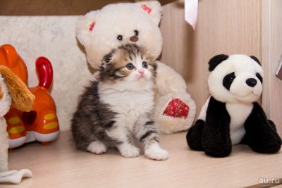 Лот: 8713789. Фото: 1. Шотландские котята с родословной... Кошки, котята