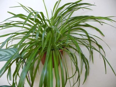 Лот: 6648049. Фото: 1. Хлорофитум капский (Chlorophytum... Горшечные растения и комнатные цветы