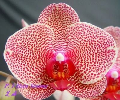 Лот: 14167239. Фото: 1. Продам орхидею Phal.Sesame. Горшечные растения и комнатные цветы