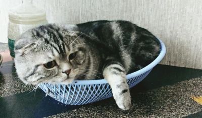 Лот: 7125788. Фото: 1. Шотландский вислоухий мачо ищет... Кошки, котята