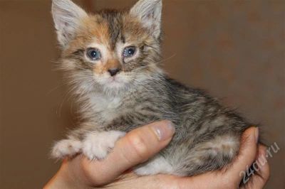 Лот: 306990. Фото: 1. Подарим трехцветного котенка... Остальные животные
