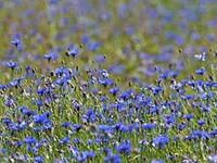 Лот: 4262560. Фото: 1. Земельный участок Солонцы, 7.5соток... Земельные участки