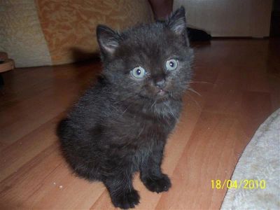 Лот: 326959. Фото: 1. Черная милая кошечка. Остальные животные