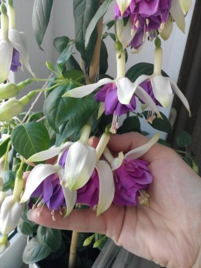 Лот: 8246202. Фото: 1. Фуксия "Квазар". Укорененный черенок... Горшечные растения и комнатные цветы