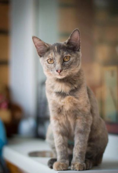 Лот: 7851548. Фото: 1. Котята (Джесика). Кошки, котята