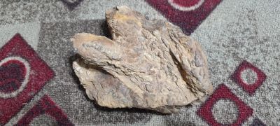 Лот: 24812823. Фото: 1. Лапа динозавра. Минералы и окаменелости