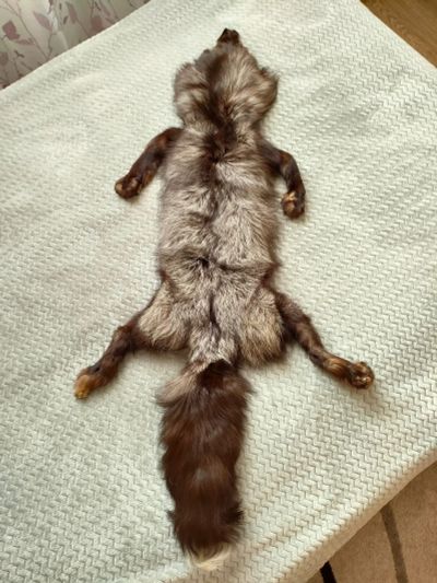 Лот: 18618010. Фото: 1. Шкурка чернобурой лисицы. Материалы для ручной работы