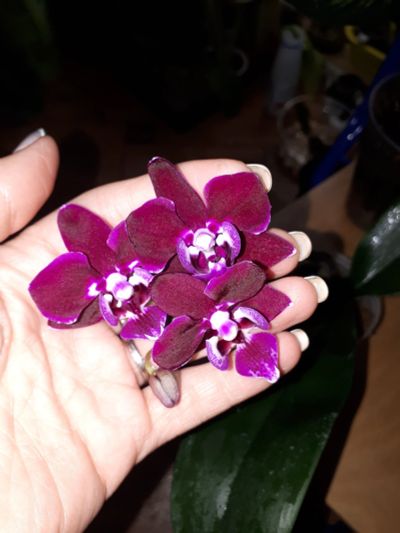 Лот: 14943353. Фото: 1. Орхидея фаленопсис чернвя. Горшечные растения и комнатные цветы