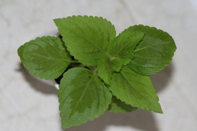 Лот: 3200901. Фото: 1. Колеус (крапивка) 15. Горшечные растения и комнатные цветы