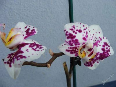 Лот: 1167012. Фото: 1. орхидея фаленопсис 2. Горшечные растения и комнатные цветы