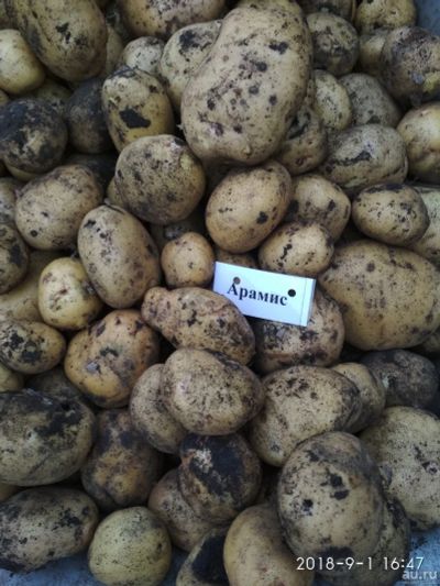 Лот: 11466833. Фото: 1. картофель сорта "Арамис". Картофель