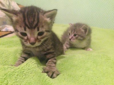 Лот: 3539026. Фото: 1. Котята от умной, доброй кошки-крыселовки... Кошки, котята