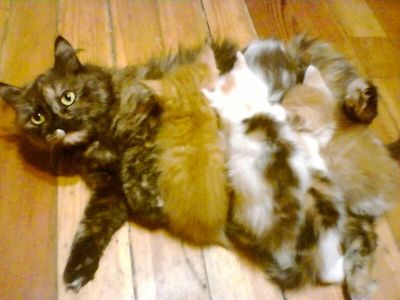 Лот: 4629914. Фото: 1. Отдам пушистых котят. Мальчики... Кошки, котята