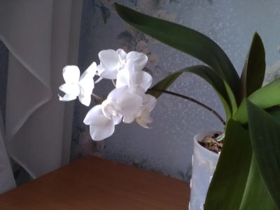 Лот: 17454177. Фото: 1. Орхидея фаленопсис. Горшечные растения и комнатные цветы