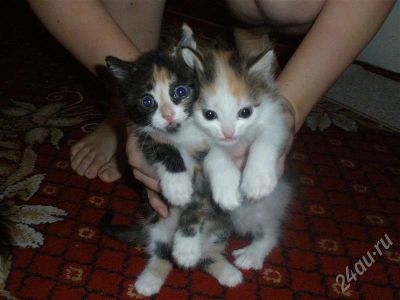 Лот: 668485. Фото: 1. милые котята ждут хозяев! Трехцветные... Остальные животные