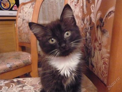Лот: 1422267. Фото: 1. отдам котят ^_^. Кошки, котята