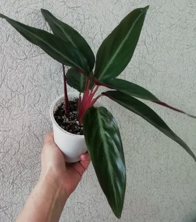 Лот: 15276743. Фото: 1. Строманта Sanguinea Maroon. Горшечные растения и комнатные цветы