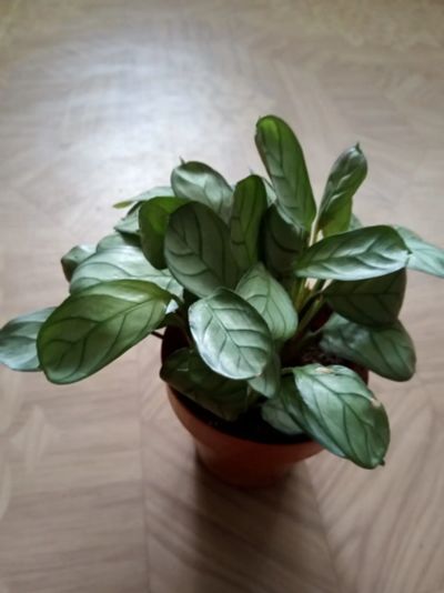 Лот: 20237879. Фото: 1. Ctenanthe Amagris. Горшечные растения и комнатные цветы