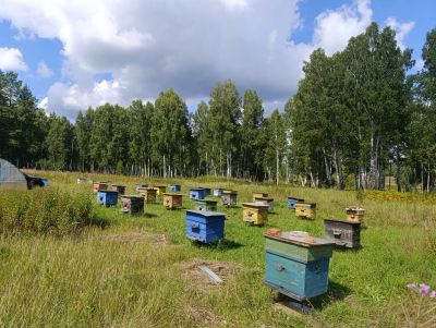 Лот: 25709259. Фото: 1. МЕД разнотравье. Мёд, продукты пчеловодства