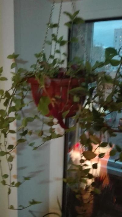 Лот: 9671440. Фото: 1. Традесканция в горшке. Горшечные растения и комнатные цветы