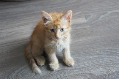 Лот: 1973894. Фото: 1. Рыжий котенок!. Кошки, котята