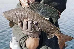 Лот: 6352133. Фото: 1. хариус. Икра, рыба, морепродукты