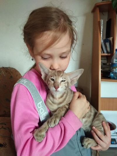 Лот: 17009480. Фото: 1. Котенок ориентал. Кошки, котята