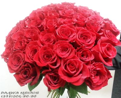 Лот: 3505084. Фото: 1. букет из 51 розы всего за 3519. Свежие цветы