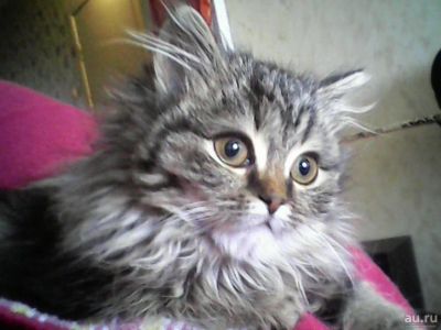 Лот: 8676371. Фото: 1. Кошечка помесь сибирской и персидской... Кошки, котята