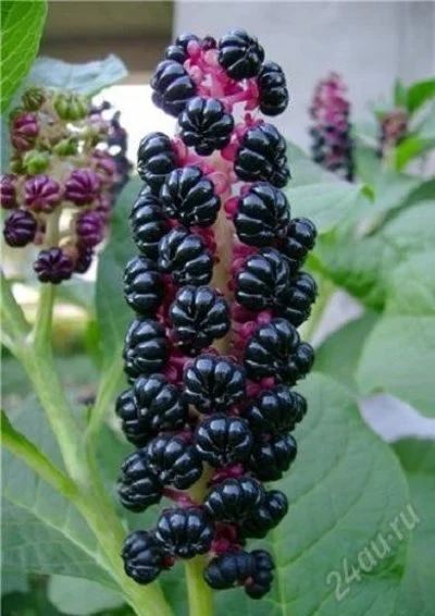 Лот: 2584156. Фото: 1. Лаконос американский (Phytolacca... Другое (семена, рассада, садовые растения)
