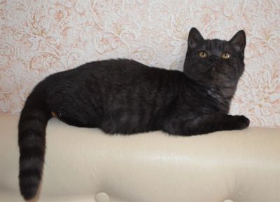 Лот: 3327046. Фото: 1. Кошечка шотландская окраса черный... Кошки, котята