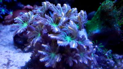 Лот: 15335217. Фото: 1. Морской коралл Папайя. Моллюски, ракообразные, кораллы