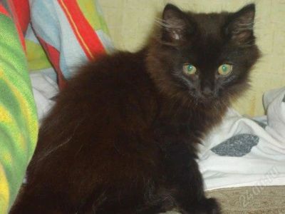 Лот: 2433961. Фото: 1. Молодая, пушистая девочка)читайте... Кошки, котята