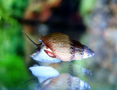 Лот: 3433875. Фото: 1. Грунтовая улитка "Melanoides granifera... Моллюски, ракообразные, кораллы