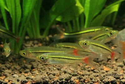 Лот: 7280344. Фото: 1. Расбора краснохвостая (Rasbora... Рыбки