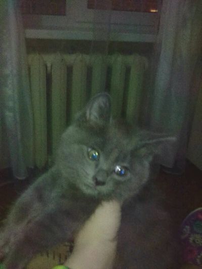 Лот: 8839237. Фото: 1. Отдам котят в хорошии руки. Кошки, котята