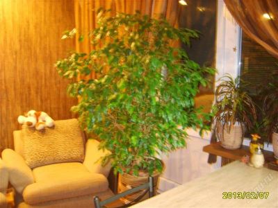 Лот: 2511023. Фото: 1. Шикарный фикус ! Продаётся в связи... Горшечные растения и комнатные цветы