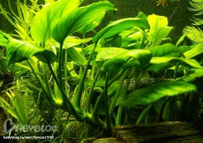 Лот: 5121144. Фото: 1. анубиас большой куст. Водные растения