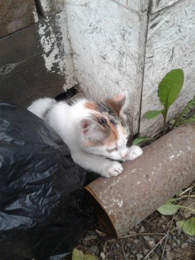 Лот: 10439083. Фото: 1. Котенок (девочка) в добрые руки. Кошки, котята