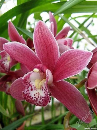 Лот: 2658249. Фото: 1. орхидея -цимбидиум. Горшечные растения и комнатные цветы