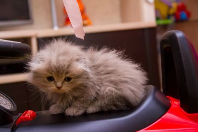 Лот: 8807095. Фото: 1. Породистая шотландка (хайленд). Кошки, котята