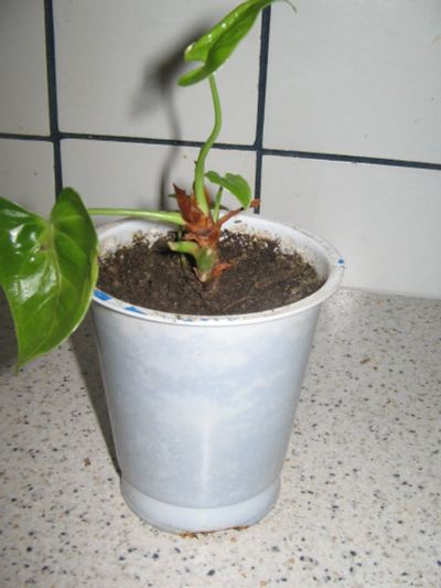 Лот: 15143610. Фото: 1. Комнатное растение Антуриум. Горшечные растения и комнатные цветы