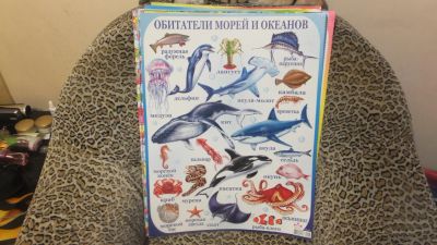 Лот: 4961688. Фото: 1. Плакаты обучающие и развивающие... Другое (учёба (школа, вуз))